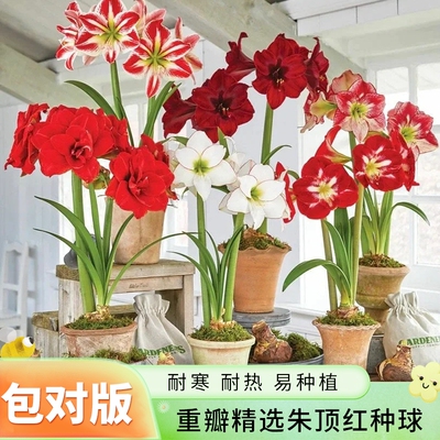 四季重瓣朱顶红种球多年生室内外阳台庭院花卉耐寒绿植盆栽花种籽