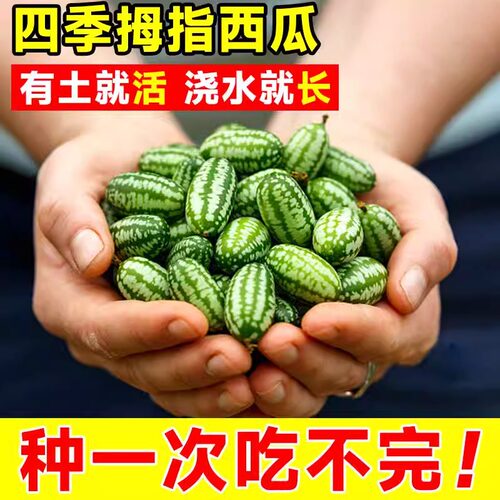 拇指西瓜种籽迷你蔬菜小水果种子秧苗母指四季播种阳台盆栽瓜果孑