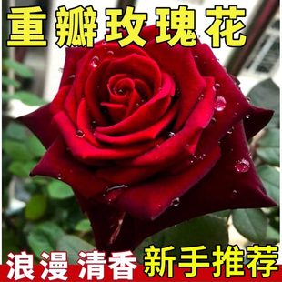 玫瑰花种籽四季耐寒蔷薇月季花种子春秋室内室外阳台盆栽花卉种孑