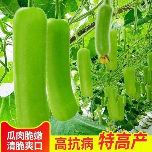 早熟瓠子种子蒲瓜种籽短瓠瓜菜葫芦小瓠子瓜种长四季瓢瓜蔬菜种籽