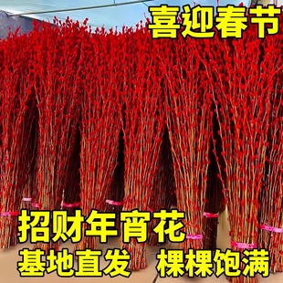 银柳真花鲜枝客厅摆件四季耐寒干花新年红色福桶招财年宵花卉盆栽