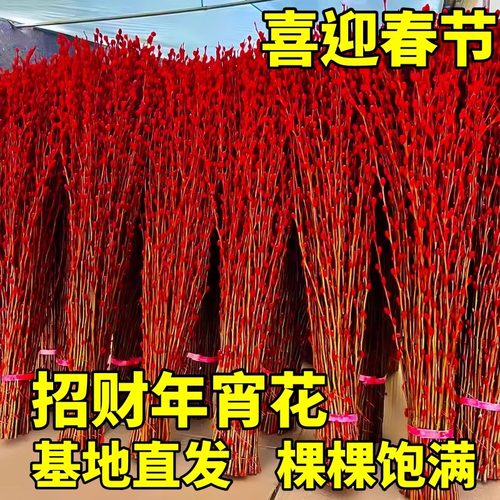银柳真花鲜枝客厅摆件四季耐寒干花新年红色福桶招财年宵花卉盆栽