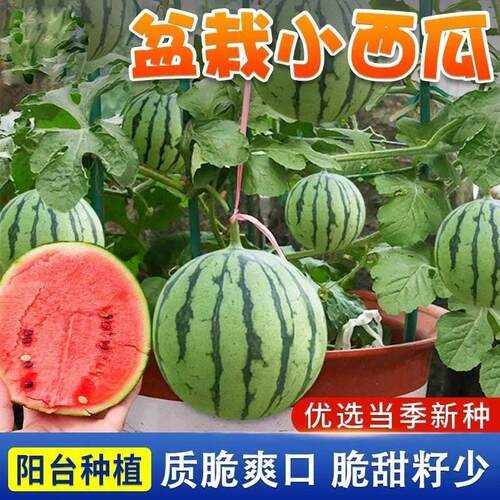 阳台蔬菜种子盆栽西瓜四季