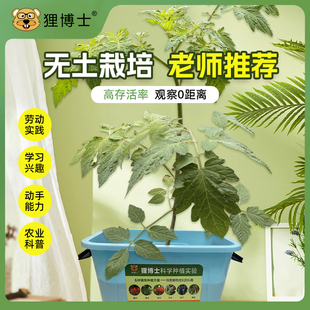 狸博士劳动教育中小学无土栽培科学种植实验盒儿童种植科学小实验