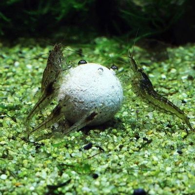 3pcs Nitrifying Bacteria Ball Clean Water For Aquarium Fish