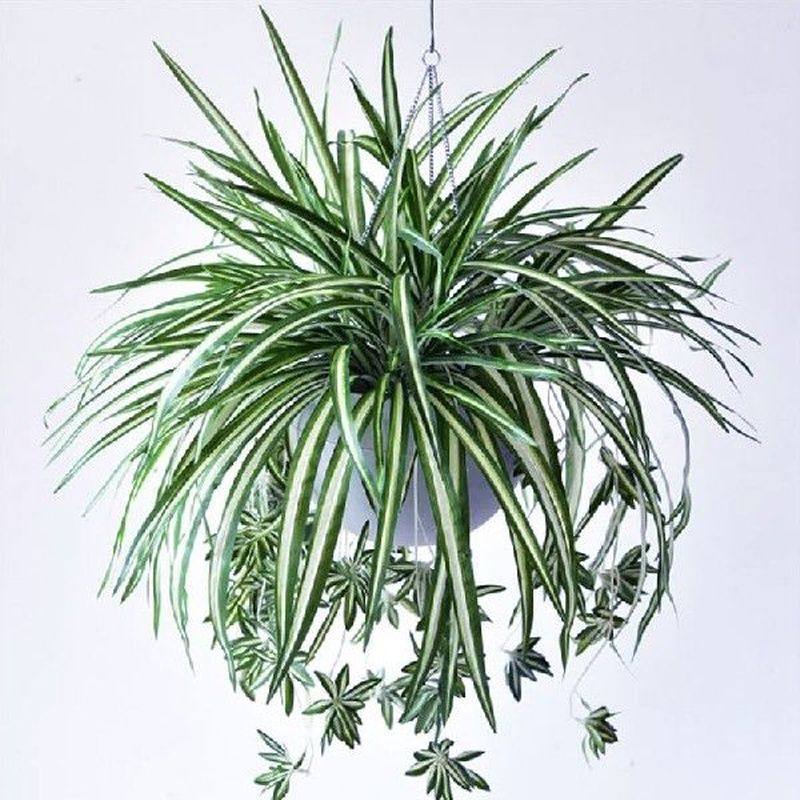 Simulation Chlorophytum Artificial Green Algae Orchid Silk