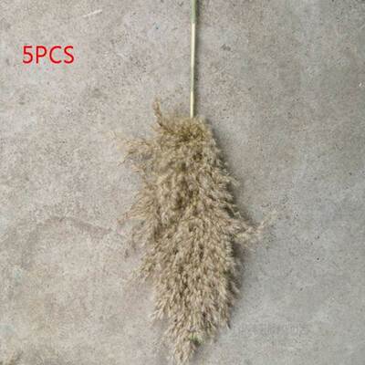 5PCS 80CM Natural Reed Dried Flower Big Pampas Grass Weddin