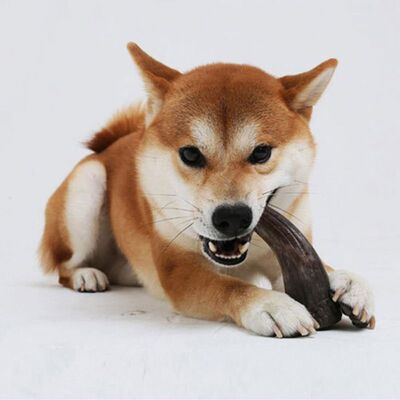 Dog Toys Pet Chews Toys Molar Horns Shape Teeth Clean Stick