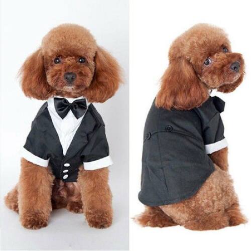 Dog Clothes Cat Prince Wedding Costume Cute Gentleman