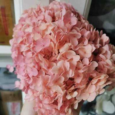 20g/lot,High quality Preserved Anna Hydrangea flower,Nature