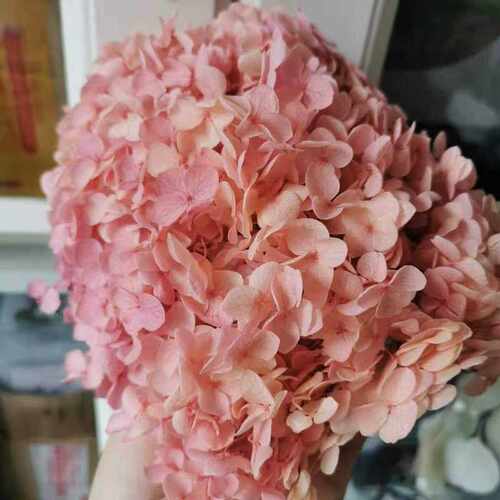 20g/lot,High quality Preserved Anna Hydrangea flower,Nature
