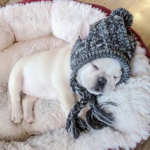 Puppy Small Animals Warm Pet Dog Knitted Hat Windproof