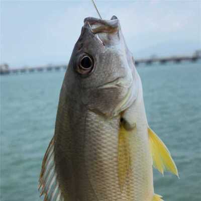 200pcs/lot Aberdeen Jig Fishing Hooks High Carbon Steel Fish