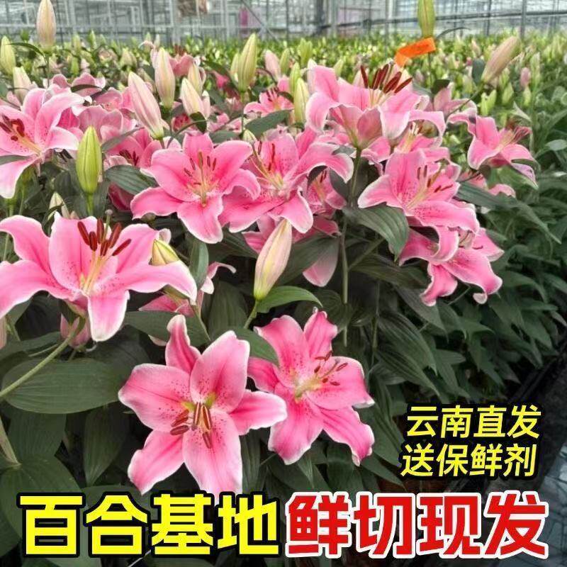 香水大头新鲜百合花鲜花花束云南昆明基地直发同城多头玫瑰情人节