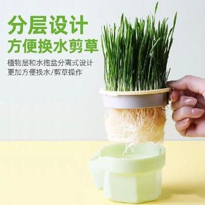 Grass Cultivation Cup with Soilless Cultivation