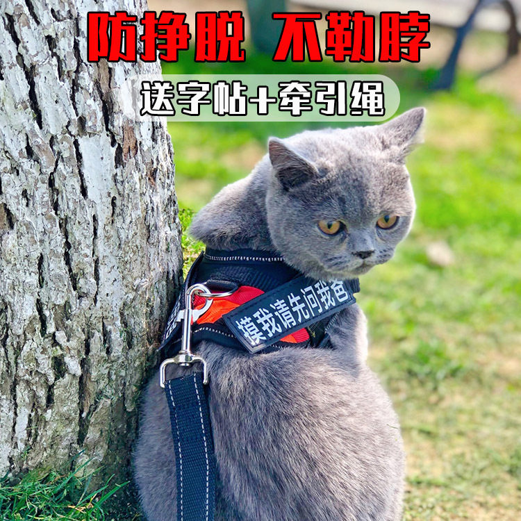 猫咪牵引绳防挣脱专用溜猫绳遛背心式背带项圈小猫绳子猫链宠物