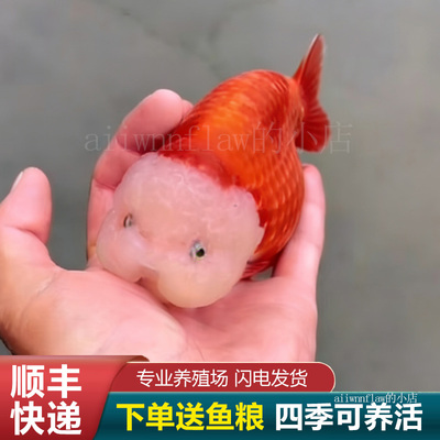 水泡金鱼望天丹凤水泡眼大眼睛活鱼活中国红国粹龙睛热带冷水鱼DD