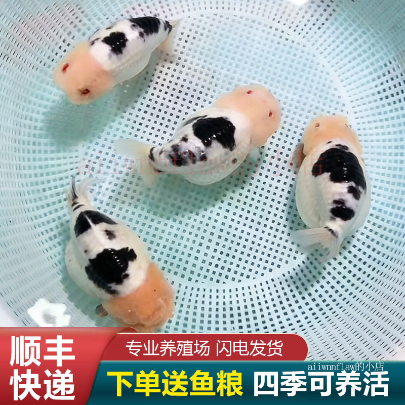 兰寿金鱼活鱼熊猫短尾波妞精品小苗奶牛潘氏鱼苗玉兔麒麟冷水赛级