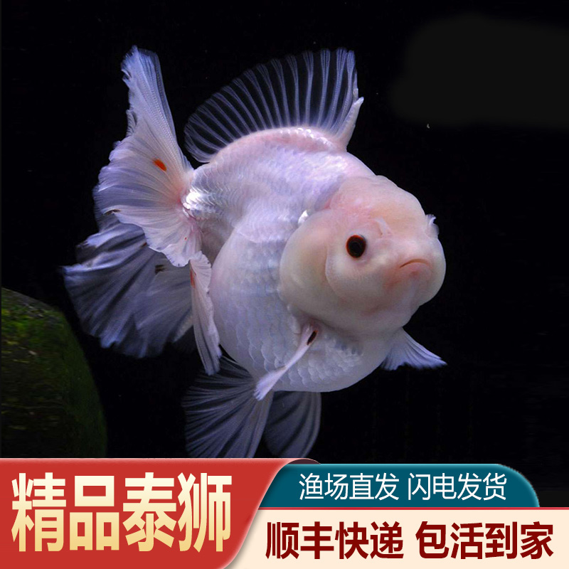 精品泰狮金鱼百褶玛丽三色