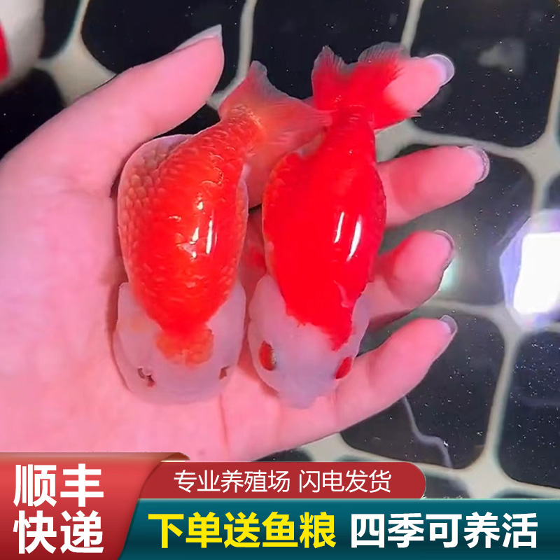 兰寿金鱼熊猫短尾波妞精品小苗奶牛潘氏鱼苗玉兔麒麟红白通背赛级