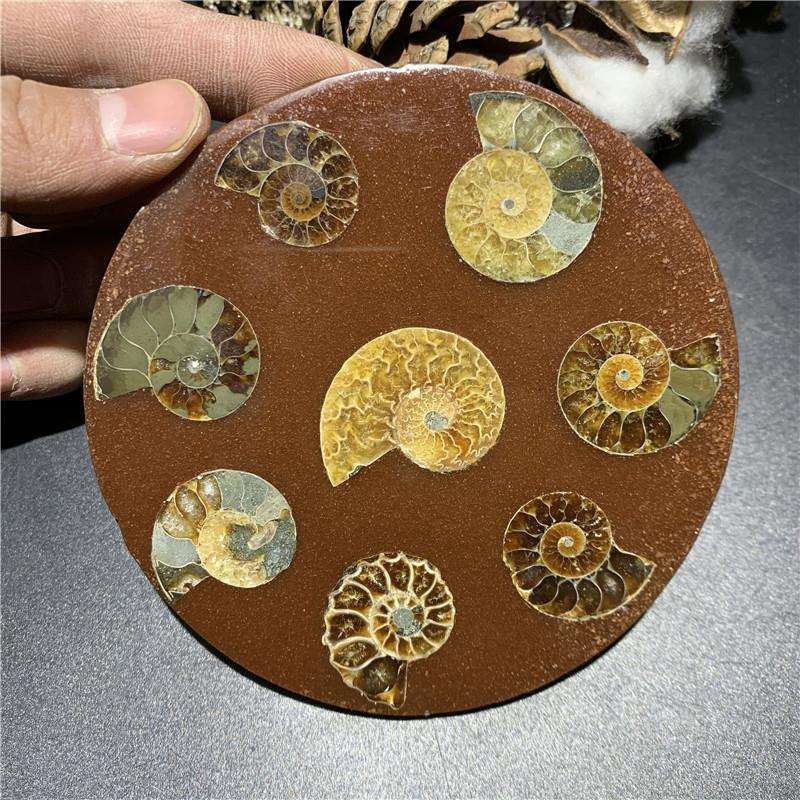 天然马达加斯加螺化石螺盘摆件