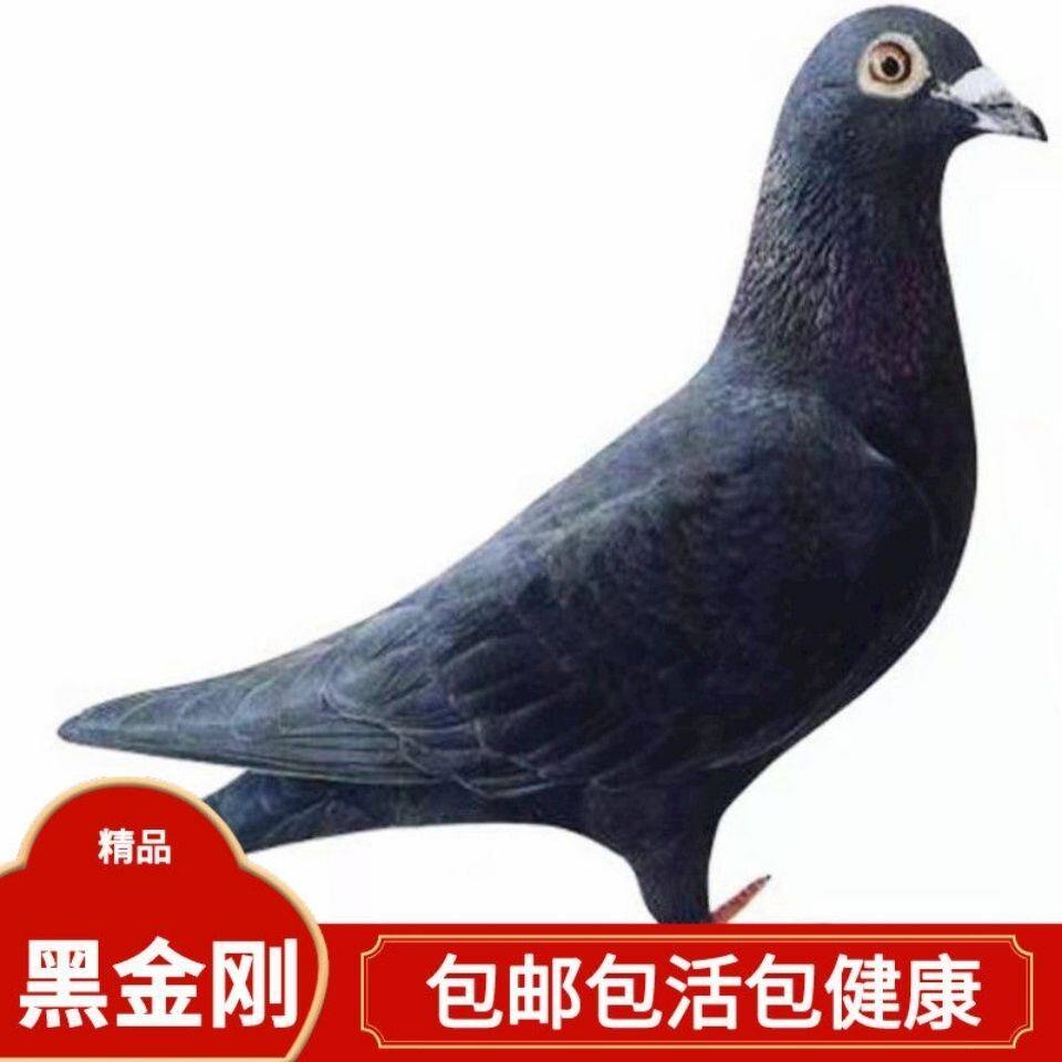 黑金刚信鸽血统鸽+家飞赛鸽天落