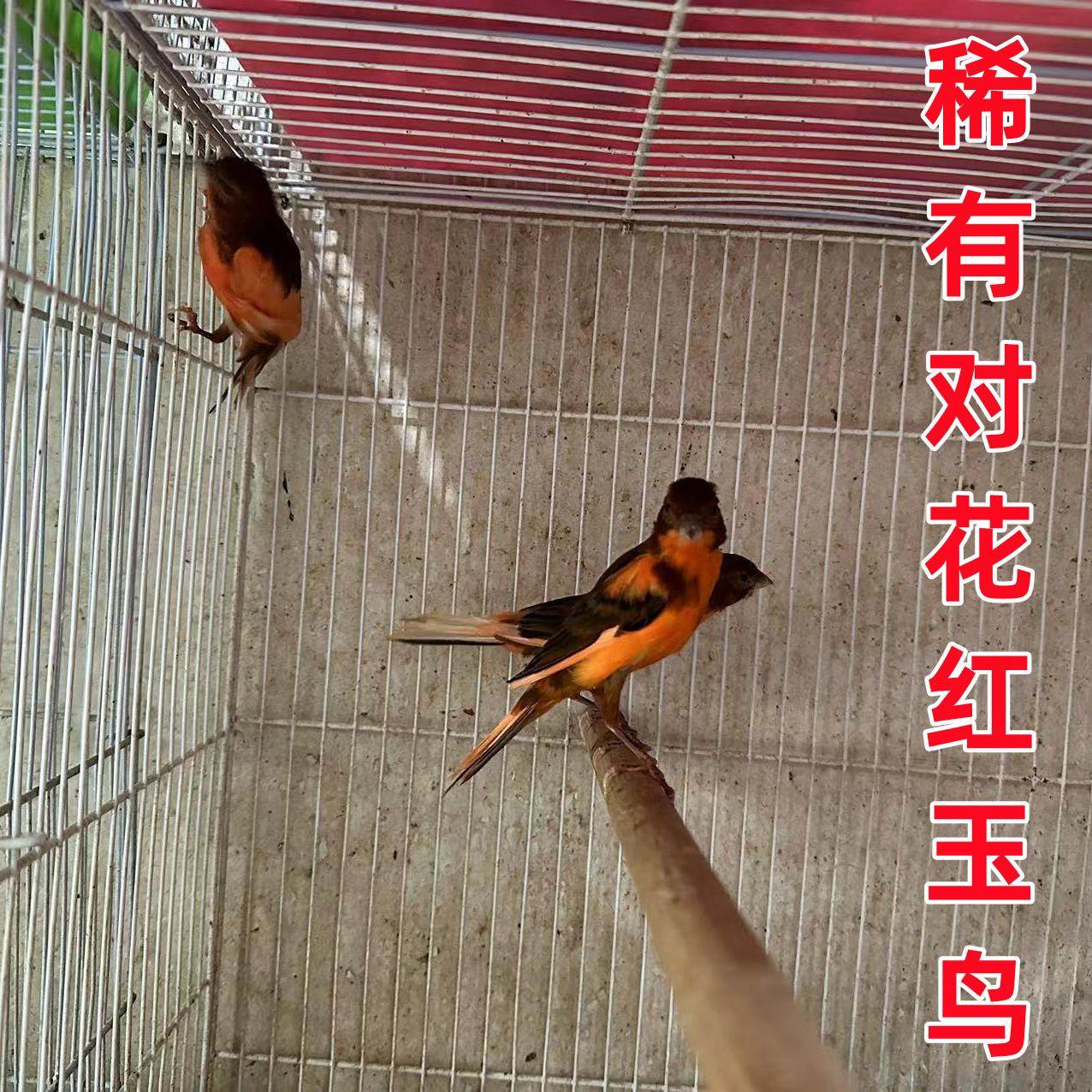 稀有品种对花红玉鸟芙蓉鸟活体活物观赏鸟精品鸣叫鸟金丝雀鸟大叫