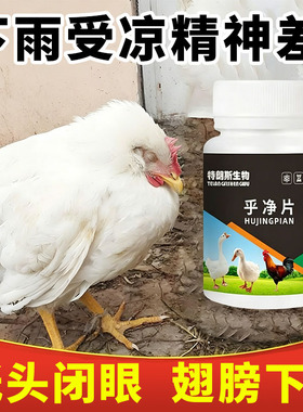 乎净片100片/瓶禽类鸡鸭鹅呼吸道呆立精神不振科学养鸡养殖常备