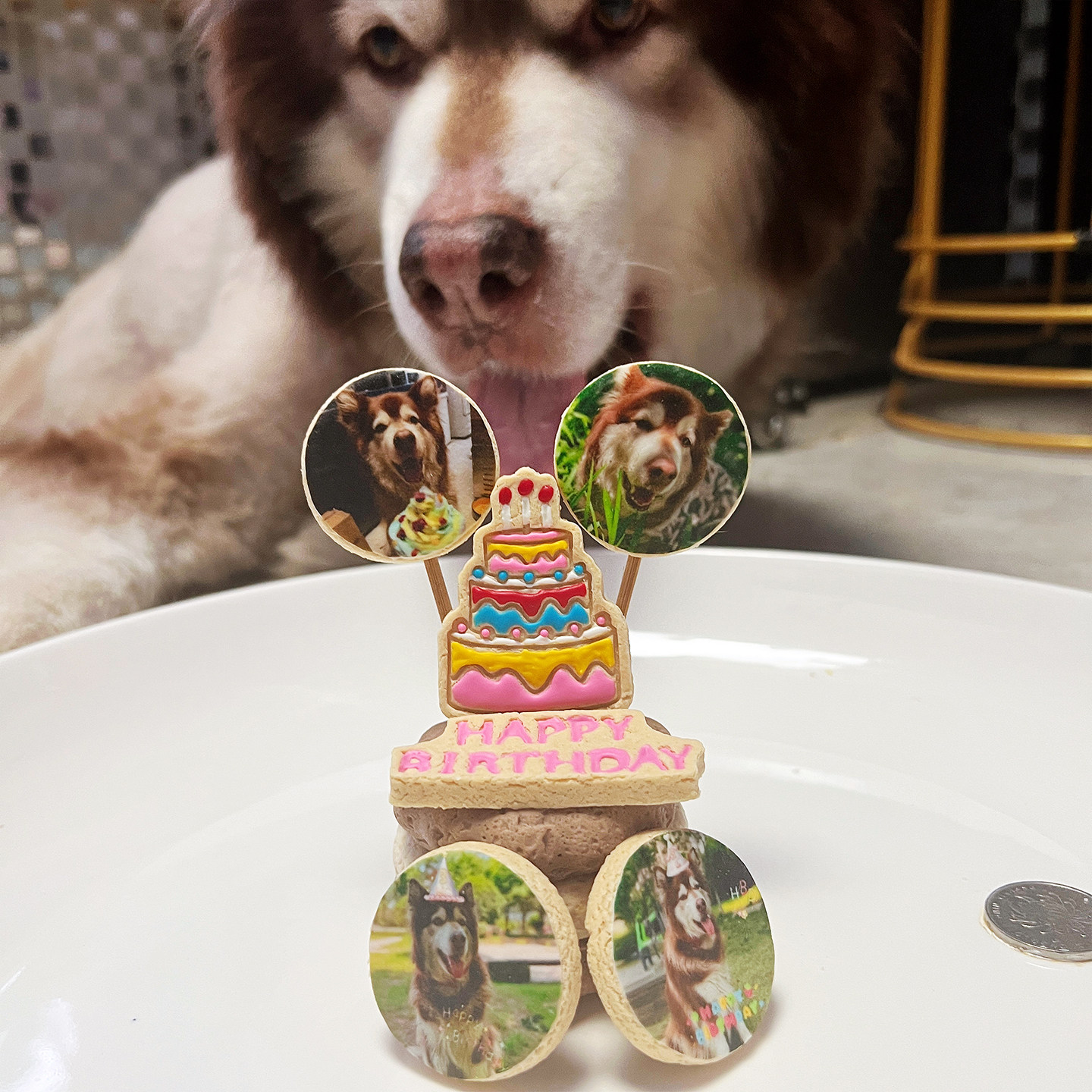 小宠一狼宠物狗生日蛋糕饼干零食定制狗猫咪照片插牌小型犬比熊