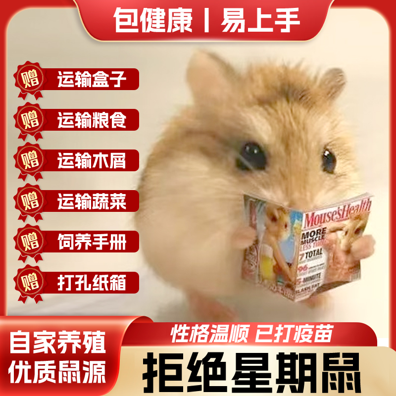 家养仓鼠银狐金丝熊温顺好上手