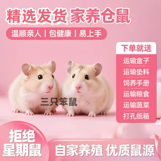 家养温顺小仓鼠好养活紫仓奶茶