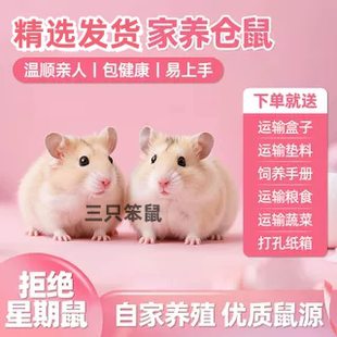 小仓鼠活物宠物银狐布丁三线紫仓奶茶情侣幼崽一对情侣包活包邮