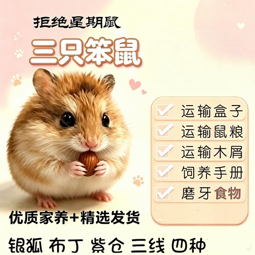 小仓鼠活物包邮宠物银狐布丁三线紫仓奶茶熊情侣幼崽一对情侣