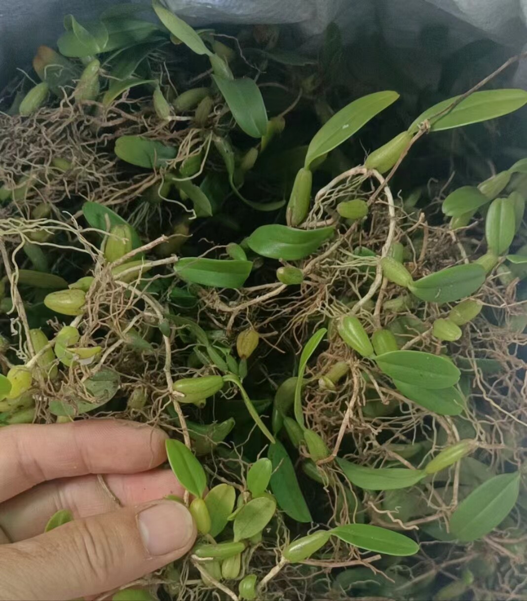 现采石橄榄新鲜单叶中小果石仙桃果种植盆栽上叶煲汤炖汤生材料