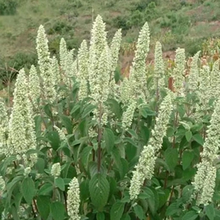 野坝子野坝蒿野香苏扫把茶云南中草药凉茶清热泡水煮鸡搭档包邮