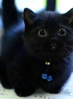 黑猫玄猫孟买猫中华田园猫土猫家猫活体橘猫狸猫奶牛猫三花猫幼崽