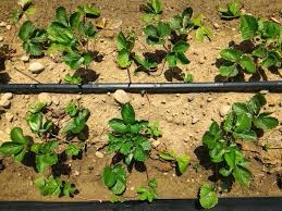 农作物幼苗识别创新点改进yolo单阶段双阶段目标检测消融实验对比