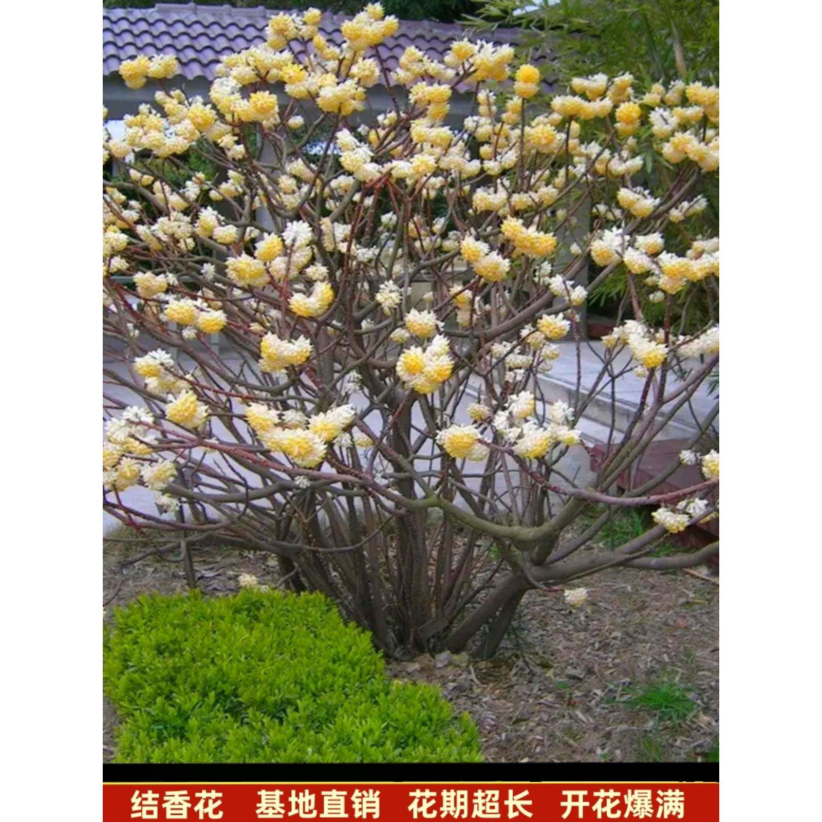 结香花苗梦花树苗金腰带打结花梦冬花浓香花卉庭院植物盆栽绿化苗