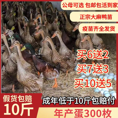 番鸭麻鸭绿头鸭活苗活体