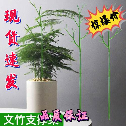 文竹支撑架植物固定防