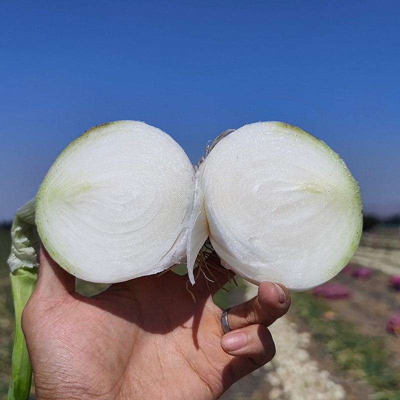 新疆好蔬菜白洋葱产地直发