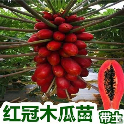 黄金海南冰糖牛奶矮化红心大青水果木瓜树苗南方四季种植当年结果