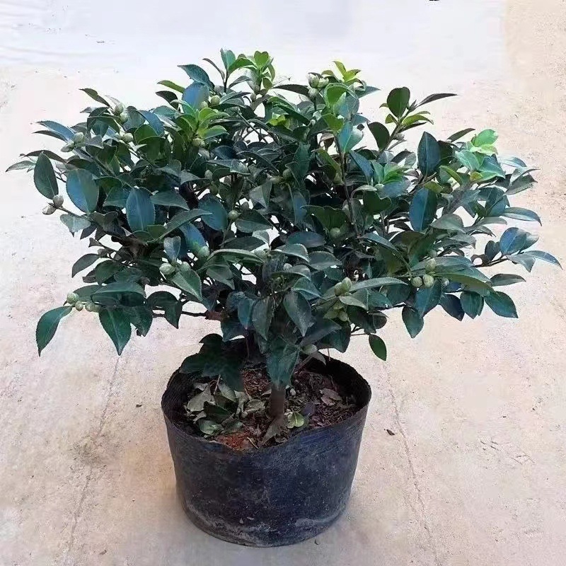 带花苞茶梅树苗四季开花耐寒抗冻花带继木老桩庭院茶梅球形红花树