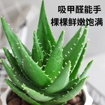 一件代发芦荟盆栽室内卧室净化空气耐旱花卉绿植办公室桌面好养库