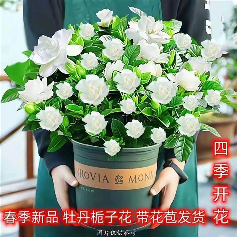 重瓣浓香型带花苞栀子花绿植盆栽花卉四季开花室内水土培好养植物