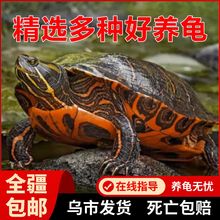 新疆包邮乌龟活体纯种深水龟淡水龟外塘混养家养小乌龟草龟火焰龟