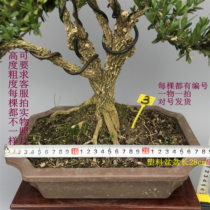 雀舌皱皮黄杨盆景盆栽造型老桩老盆口室内外绿植对号发货一物一拍