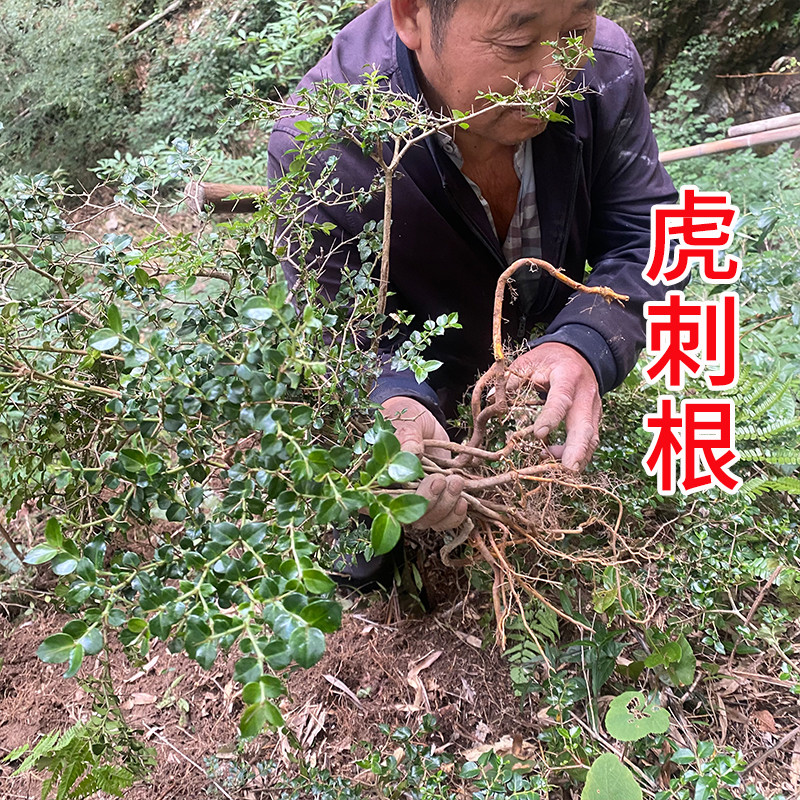 野生老虎刺 虎刺根 老鼠刺 绣花针根伏牛花根 黄鸡脚根中药材干品