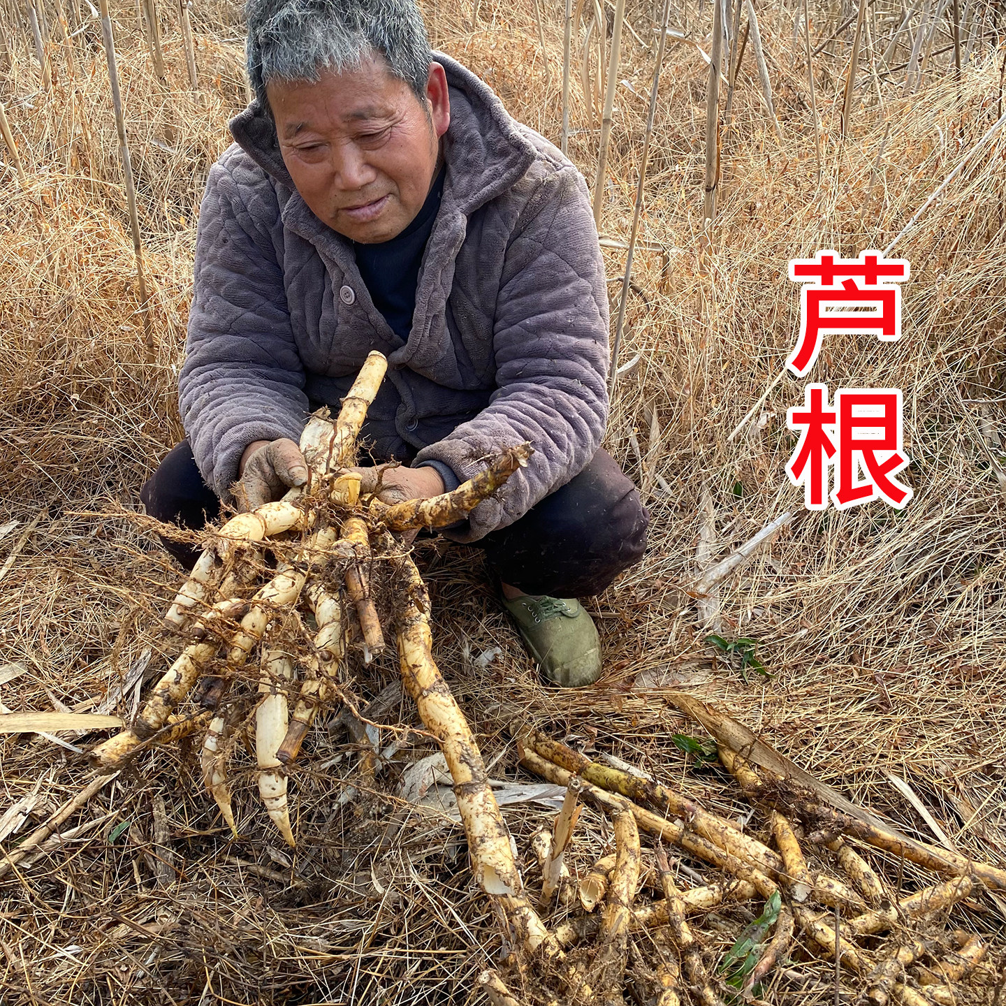 正宗野生芦根500g包邮中药材精选干芦苇根可搭白茅根泡水新鲜现挖
