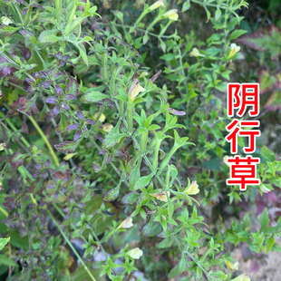 野生阴行草 北刘寄奴金钟茵陈 铃茵陈 黄花茵陈土茵陈 中药材新货